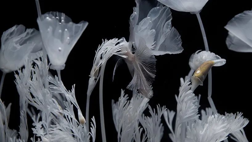 日本藝術(shù)家新作展覽活動推出的水上花園，透明的花令人難以置信